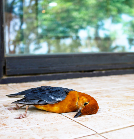 Skye Dead Animal Removal